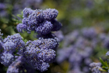 lilac flowers in the garden