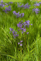 wild flowers in the field
