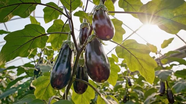 Fresh Eggplants Growing on the Vine in a Greenhouse.
