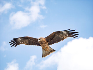 悠然と風に乗る、大空のトビ