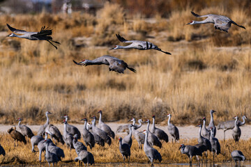 Obraz premium Sandhill cranes (antigone canadensis) taking flight at their winter home near Wilcox AZ
