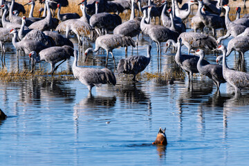Obraz premium Sandhill cranes (antigone canadensis) taking flight at their winter home near Wilcox AZ