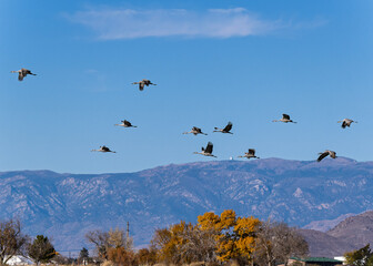 Obraz premium Sandhill cranes (antigone canadensis) taking flight at their winter home near Wilcox AZ