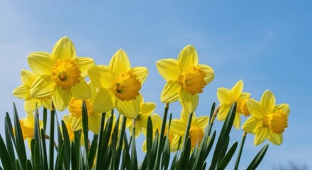 Obraz premium Bright yellow daffodils against a clear blue sky (2)