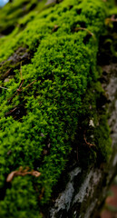  Close-Up of Lush Green Moss on Textured Tree Bark