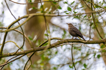 bird on a branch