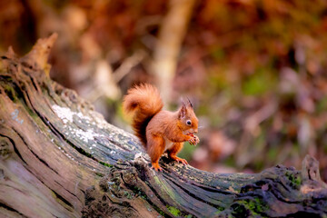 squirrel on a tree