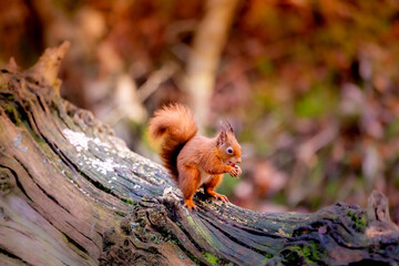 red squirrel sciurus vulgaris