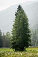 forest in the mountains