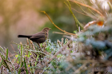 black winged blackbird