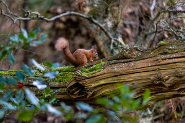 squirrel in the forest