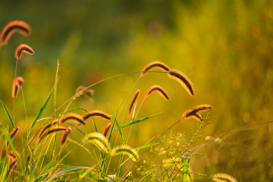 A close-up of the setaria, the beautiful setaria