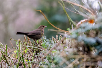 blackbird in the grass