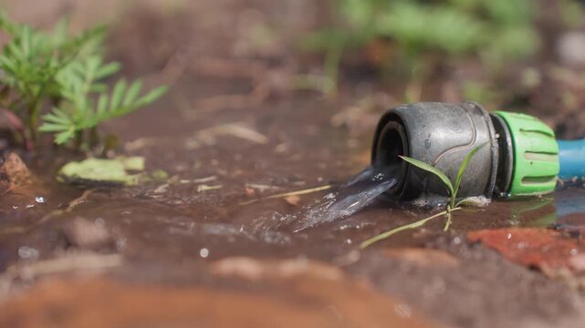 Garden Leak Detail, Dewdrop Forming On Seedlings Near Water, Gentle Water Seepage Pooling Around Young Plants In Yard, Close View Of Leaky Hose Watering Fragile Seedlings Outdoors With Muddy Patches