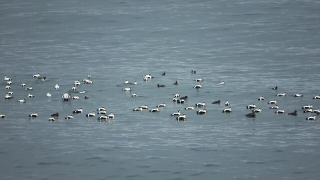 Flock of common eider sea ducks swimming in Iceland