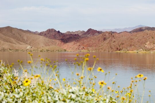 Bill Williams River beautiful mountains reflecting on calm water in Arizona with yellow brittlebush plant (Encelia farinosa), a common desert shrub in the southwestern United States and Mexico