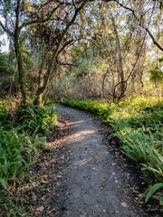 Fototapeta premium path in the park