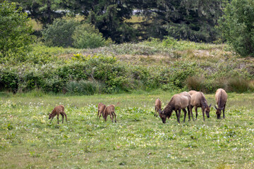 Roosevelt elk in Crescent City CA