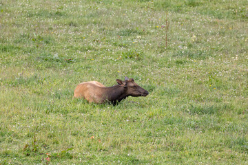 Roosevelt elk in Crescent City CA