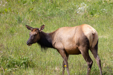 Fototapeta premium Roosevelt elk in Crescent City CA