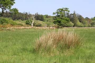 Clump of brown rush grass at Killarney National Park in County Kerry, Ireland