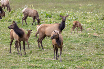 Obraz premium Roosevelt elk in Crescent City CA