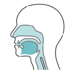 Fototapeta premium 人体の頭部と喉の断面図イラスト（解剖学ベース素材）