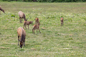 Roosevelt elk in Crescent City CA