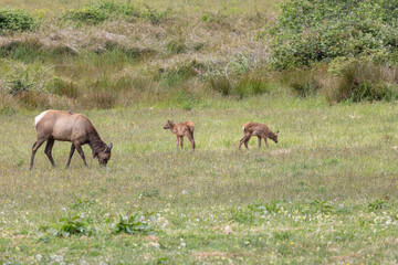 Roosevelt elk in Crescent City CA