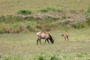 Roosevelt elk in Crescent City CA