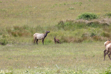 Roosevelt elk in Crescent City CA