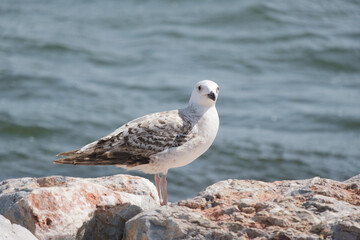 seagull on the beach