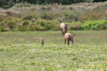 Roosevelt elk in Crescent City CA