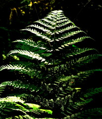 Sunlight on a single fern leaf in the forest