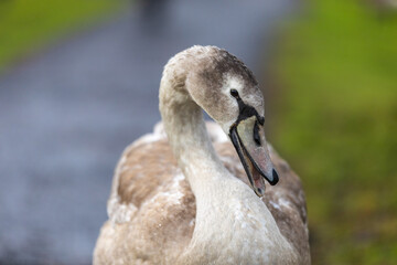 portrait of a duck