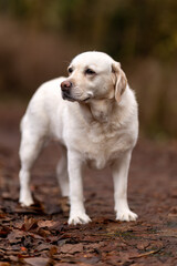 golden retriever puppy