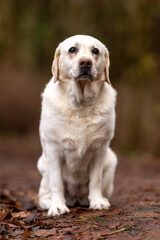 golden retriever puppy