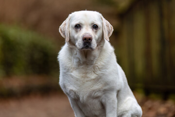 golden retriever portrait