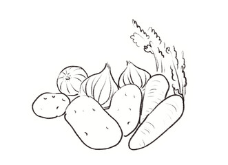 Line art illustration of fresh vegetables, carrots onions and potatoes, black and white outline drawing, white outline