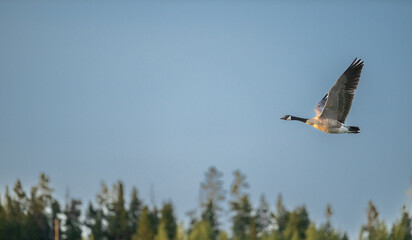Canada Goose Flies Right To Left Against Blue Sky And Tips Of Trees In Background