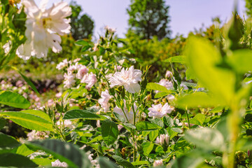 めぬま道の駅　バラの花2ー82