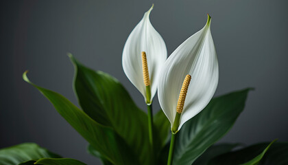 Obraz premium white lily flower