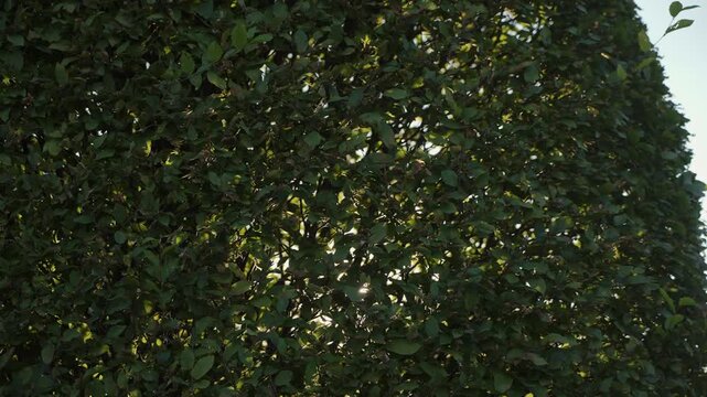 Sunlit Trimmed Hedge Wall With Leaves, Soft Rays Filtering Through Dense Boxwood Foliage, Serene Suburban Garden Mood, Early Morning Glow