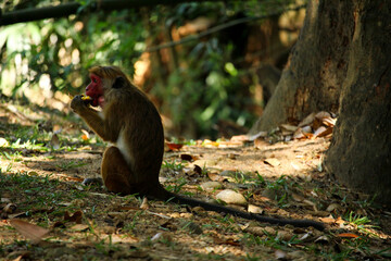 Monkey Enjoying a Treat