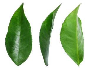 Citrus plant. Set of green leaves isolated on white