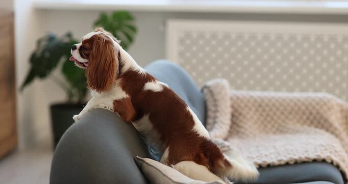 Playful Cavalier King Charles Spaniel dog on sofa at home