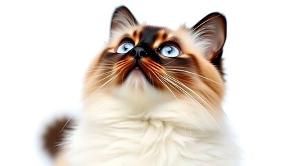 A Birman cat with striking blue eyes sits gracefully on a white background, its fur detailed and pristine.