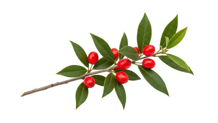 Obraz premium Holly Branch with Red Berries and Green Leaves on a Transparent Background PNG Image PNG File