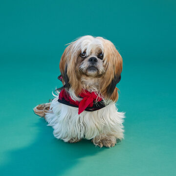 shih tzu dog in studio on green background