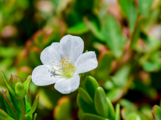 Obraz premium forget me not